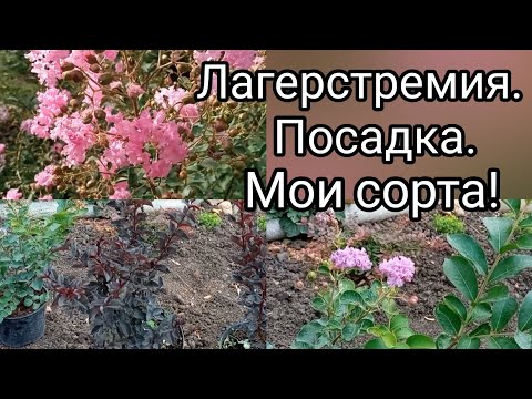 Видео: Лагерстремия в нашем саду/Посадка/Мои сорта/