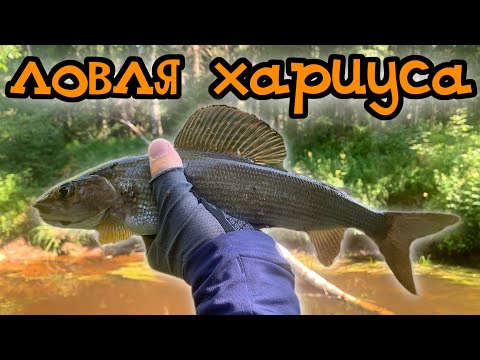 Видео: Ловля хариуса на спиннинг в июле | Рыбалка в Архангельской области.