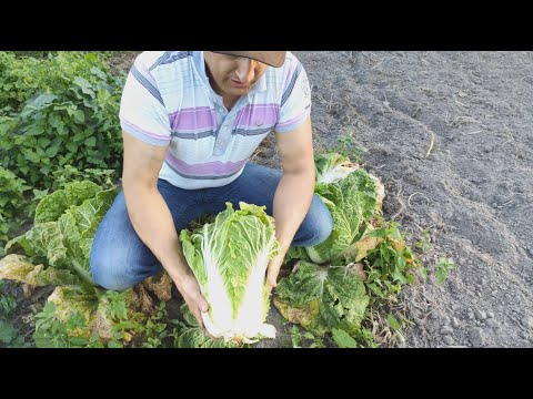 Видео: Пекинская капуста. Урожай. Некоторые ошибки.