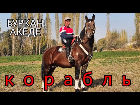Видео: Буркан акенин КОРАБЛЬИ🔥жаны чыккыча чуркайт😱30 октября 2025 г.