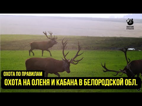 Видео: Охота на оленя и кабана в Белгородской области // Охта по правилам