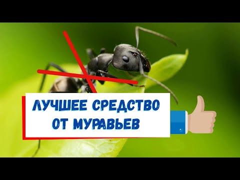 Видео: Как избавиться от муравьев навсегда