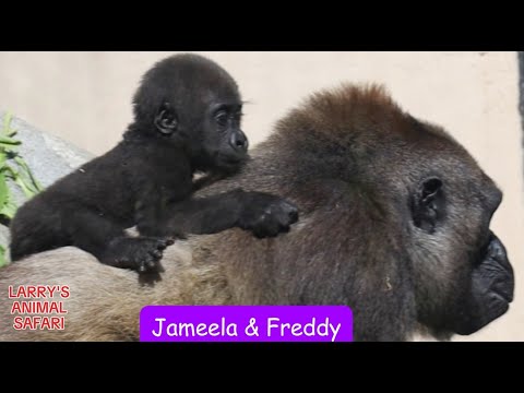 Видео: Малышка гориллы - Джамила #24 #gorillas