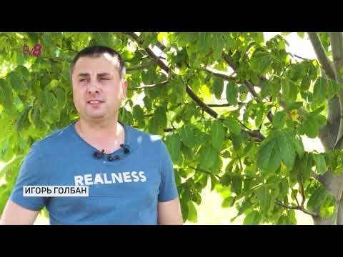 Видео: Молдавские плантации облепихи