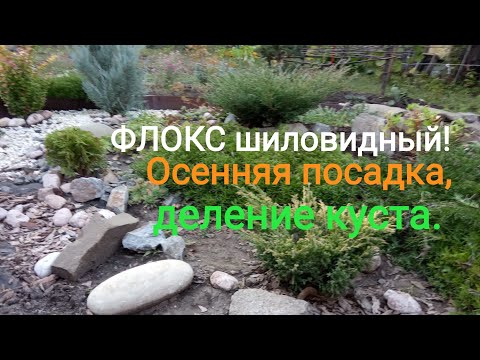 Видео: КАК делить ФЛОКС шиловидный? Какое место выбрать? Осенняя посадка Флокса.