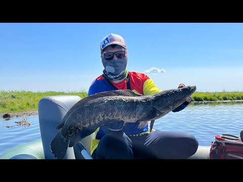Видео: Первый Штраф от Рыбинспекции.Змееголов.