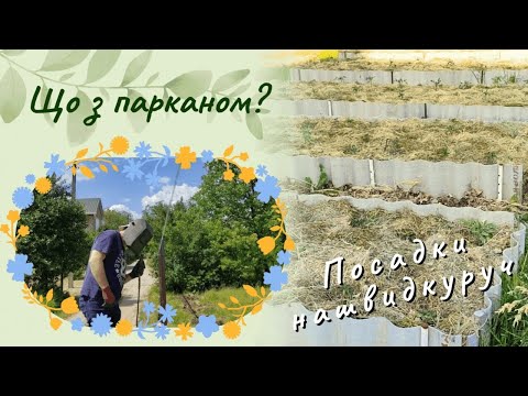 Видео: Залізо-бетонні роботи з парканом. Чому висаджували розсаду нашвидкоруч?