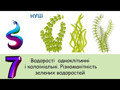 Видео: Водорості  одноклітинні і колоініальні. Різноманітність зелених водоростей