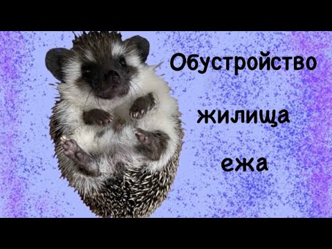 Видео: Как обустроить дом для ежа? Содержание карликового африканского ежа