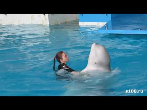 Видео: Дельфинарий г. Набережные Челны, июнь 2017