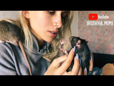 Видео: 24 часа с крысами 🐀