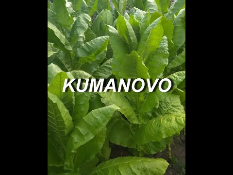 Видео: СОРТ ТАБАКА KUMANOVO ( КУМАНОВО )