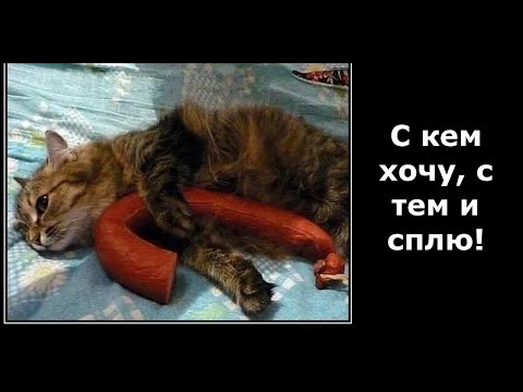 Видео: Веселые картинки. Приколы про кошку. Смешные коты.