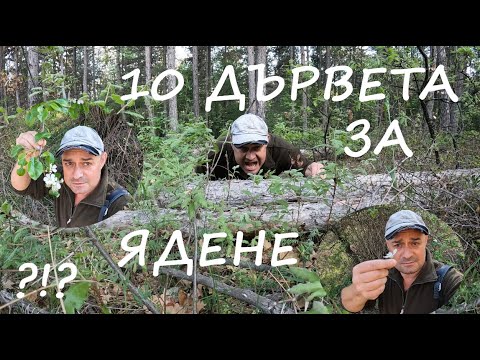 Видео: ДЪРВЕТА ЗА ЯДЕНЕ TREES TO EAT #foraging #herbs #plants #билки #wildfood #nature #survivalfood