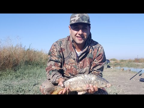 Видео: Սազանի, Կարպի որս, ЛОВЛЯ САЗАНА, КАРПА НА ДОНКУ (пружину) весной.
