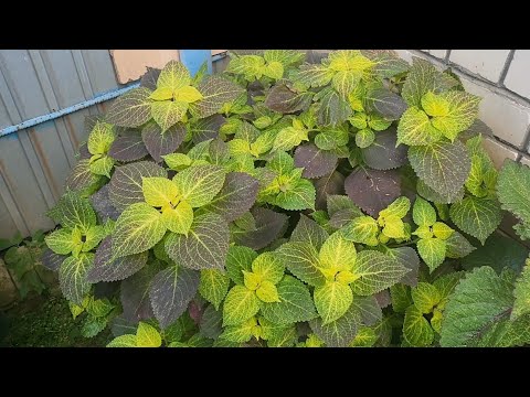 Видео: Лето 2025 (5 часть)