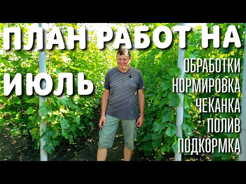 Видео: ПЛАН РАБОТ НА ВИНОГРАДНИКЕ В ИЮЛЕ. НОРМИРОВКА, ОБРАБОТКА, ПОЛИВ, ЧЕКАНКА, ПАСЫНКОВАНИЕ И ТД