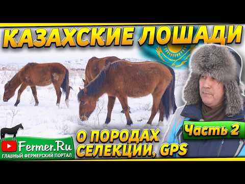 Видео: Зимняя степь. Поведение казахских лошадей в суровых условиях. Как найти табун лошадей зимой?