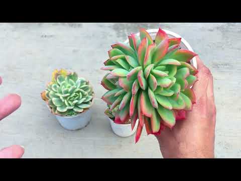 Видео: ОЧЕНЬ В ВОСТОРГЕ ОТ ЩЕНКОВ НА ПЕЧАТНОЙ ЛУЭЛЛЕ