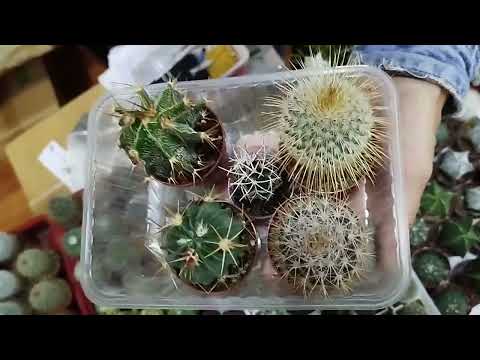 Видео: Самые колючие🦔 кактусы🌵