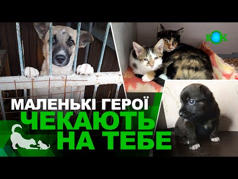 Видео: 🐶Крихітні лапки, мокрий носик і величезні, довірливі очі| Рубрика “Прихисти пухнастика”