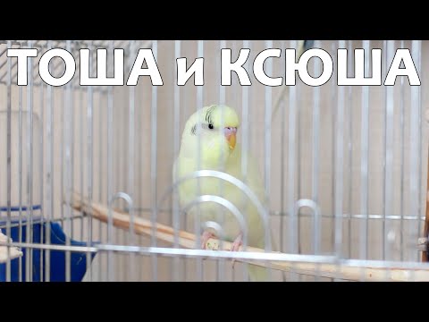 Видео: Весёлое пение для попугайчиков. Тоша-картоша и Ксюша-плюша