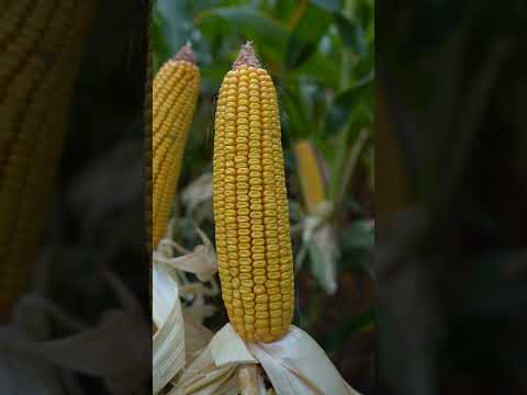 Видео: 🌽Жүгөрү нымдуулугу канча % болуш керек? Сиздин кирешеңиз дал ушул суроодон башталат
