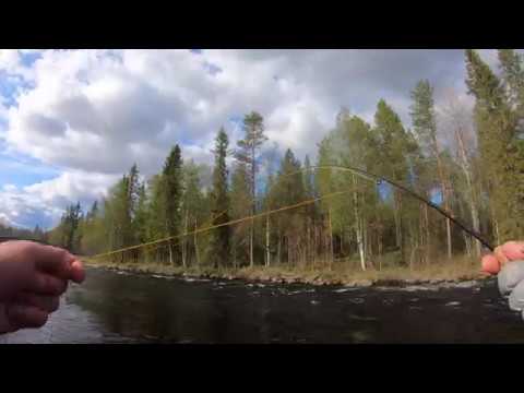 Видео: Amazing fly fishing grayling on the Kuusinkijoki Finland / Хариус на нахлыст река Куусинкийоки