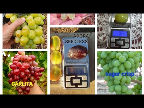 Видео: Кишмиш Pandora, Autumn crisp,  Pristine, Sugar Crisp, Carlita,