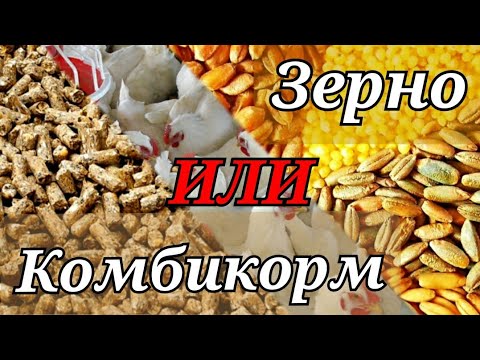 Видео: Чем кормить бройлеров? ЗЕРНО или КОМБИКОРМ. Как содержать бройлера? КЛЕТКА или ВЫГУЛ.