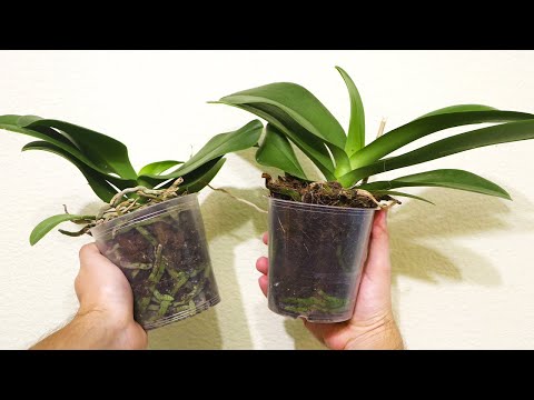 Видео: Какой  ГОРШОК ВЫБРАТЬ для ОРХИДЕИ?  5 НУЖНЫХ СОВЕТОВ при выборе ГОРШКА