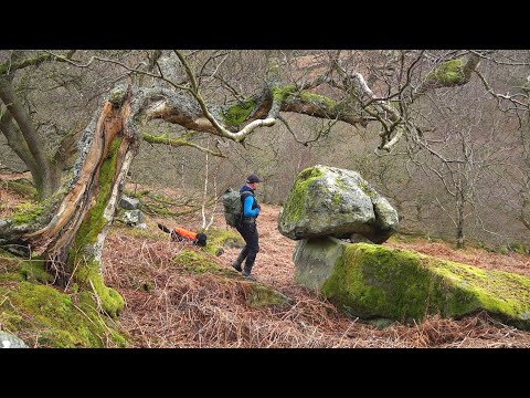 Видео: Пошаговые руководства по композиции «Лесная страна» и фантастические находки