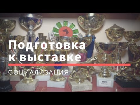 Видео: Подготовка собаки к выставке  Социализация | DogTalk