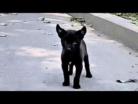 Видео: Бездомная собачка стоит у дороги, глядит на машины и мечтает, чтобы одна остановилась ради неё.