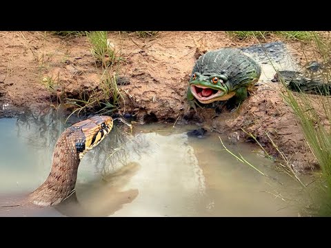 Видео: Эта Лягушка-Монстр Сожрёт Что Угодно! Африканская Лягушка-Бык в Действии!