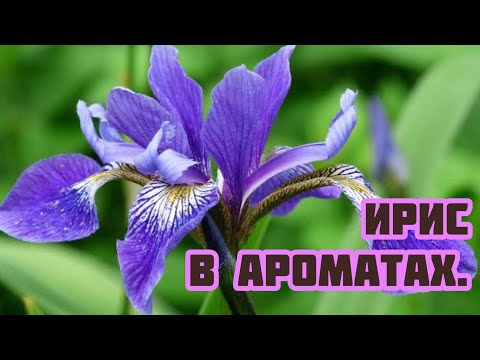 Видео: Ирисовые ароматы.#комплиментарныеароматы #fragranceestore