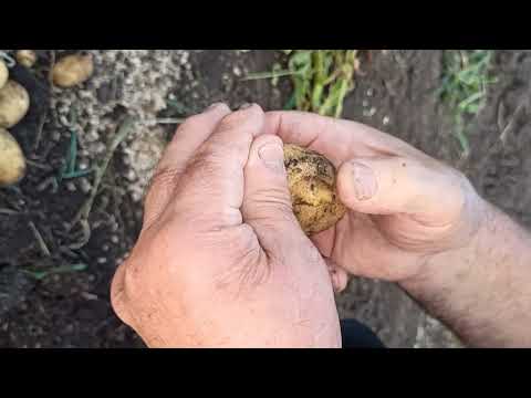 Видео: "Лилли"! Самый вкусный и красивый сорт картофеля! Копаем картофель сорт "ЛИЛЛИ" из миниклубеньков.