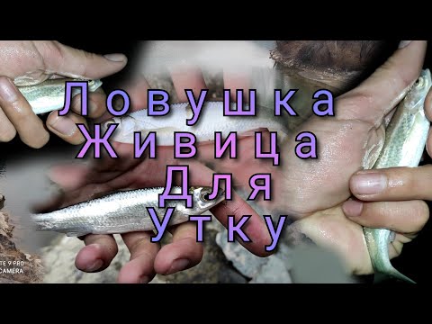 Видео: Как поймать дикую Утку с Ловушками