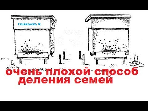 Видео: Налёт #пчёл на матку. Только в крайнем случае!!! Чтобы не отпустить #рой.