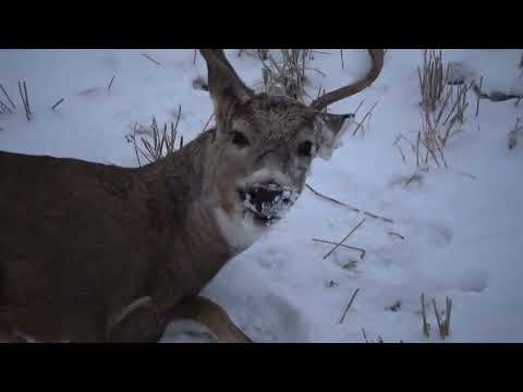 Видео: Охота на косулю ноябрь 2023