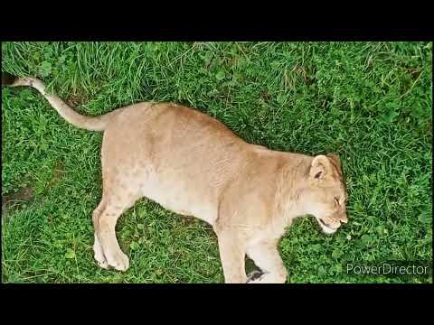 Видео: львиный прайд под клином