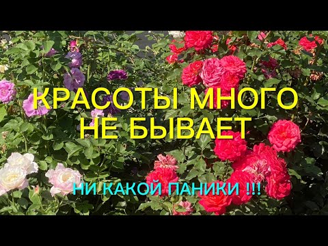 Видео: Розы. Второе цветение не подвело. Достоинства и недостатки сортов роз.🌹🌹🌹Без паники друзья…..