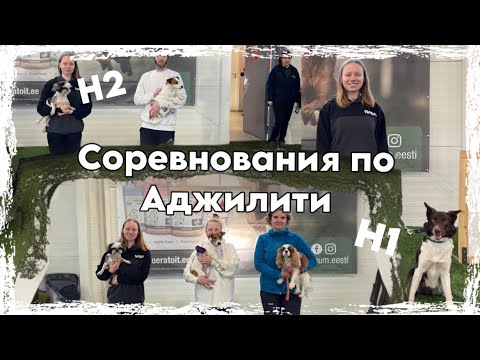 Видео: С Бордер колли на соревнования по Аджилити