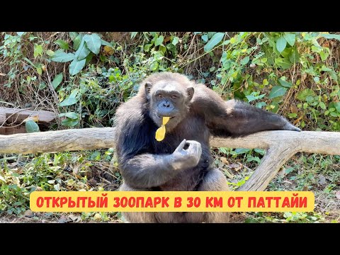 Видео: Зоопарк Кхао Кхео Паттайя
