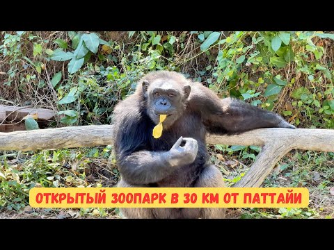 Видео: Зоопарк Кхао Кхео Паттайя 2024