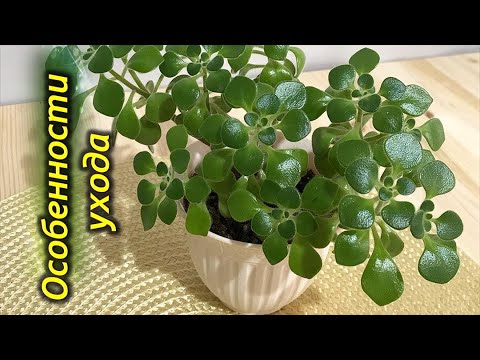 Видео: Аихризон (Дерево любви) – секреты и особенности ухода в домашних условиях.