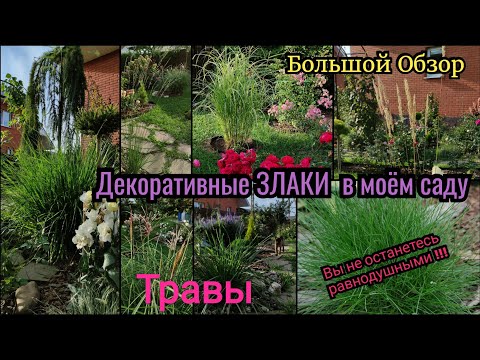 Видео: Травы. Декоративные злаки. Обзор моей коллекции злаков и трав в саду. Сад. Миксбордер