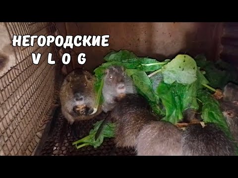 Видео: Осенний щавель для НУТРИЙ. 8.10.25