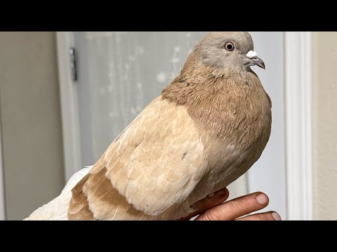 Видео: Никалаевские голуби