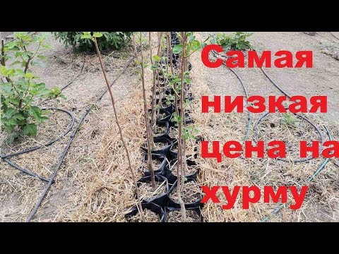 Видео: Мы предлагаем хурму в пакетах!